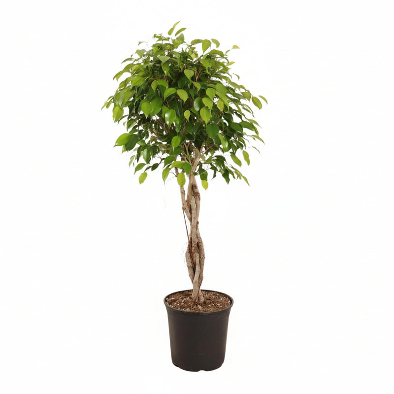 Ficus Benjamina Exotica Tree, 120cm, 27cm pot, easy care