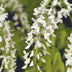GreenboutiQ Wisteria 'Alba' - Wisteria floribunda, white flowers, 40cm Bild 4