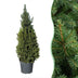Picea glauca Conica - Zuckerhutfichte - Grün - Weihnachtsbaum - Ø26cm - ↕110cm Bild 1
