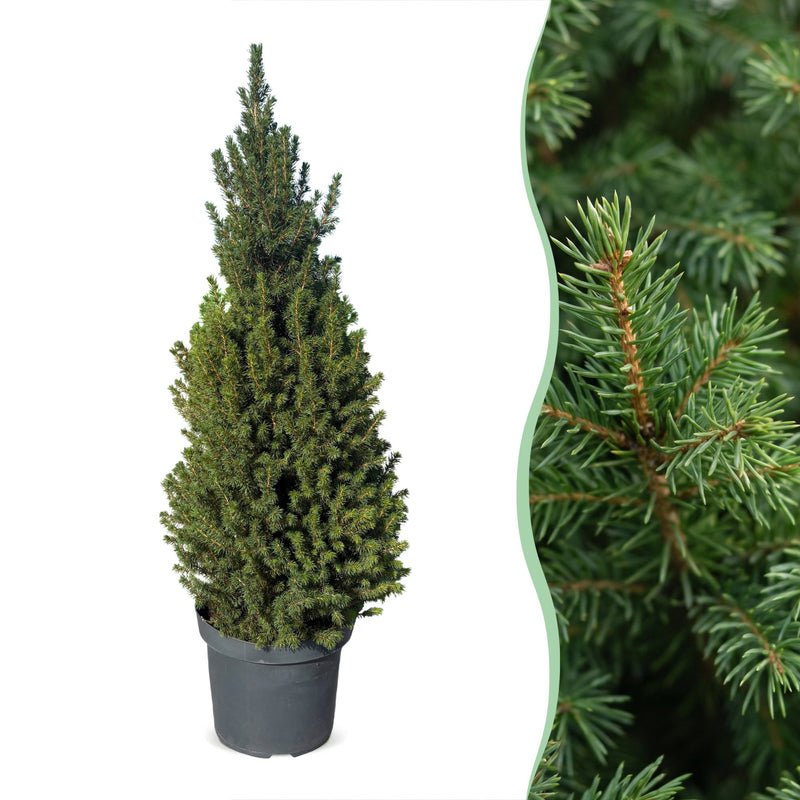 Picea glauca Conica - Zuckerhutfichte - Grün - Weihnachtsbaum - Ø26cm - ↕110cm