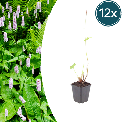 Persicaria 'Alba' (10-25cm) - Elegante weiße Blütenähren