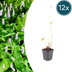 Persicaria 'Alba' (10-25cm) - Elegante weiße Blütenähren Bild 1