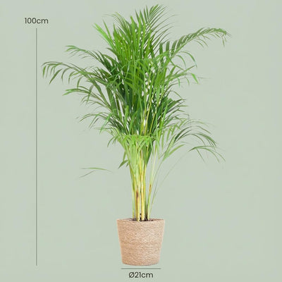 Areca-Palme Dypsis mit Seegras-Korb - 100cm - Ø21