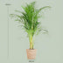 Areca-Palme Dypsis mit Seegras-Korb - 100cm - Ø21 Bild 2
