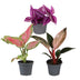 Baby Paradise Mix: 3 tropische Pflanzen im 6cm Topf Bild 2