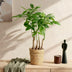 Green boutiQ - Zimmerpflanzen - Pachira Aquatica Mehrstamm - Geldbaum - Wenig Pflege - Grün - 2 Pflanzen - Topf 17cm - Höhe 50-55cm Bild 4