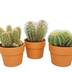 Cactus Set of 3 in Terracotta Pot Bild 1