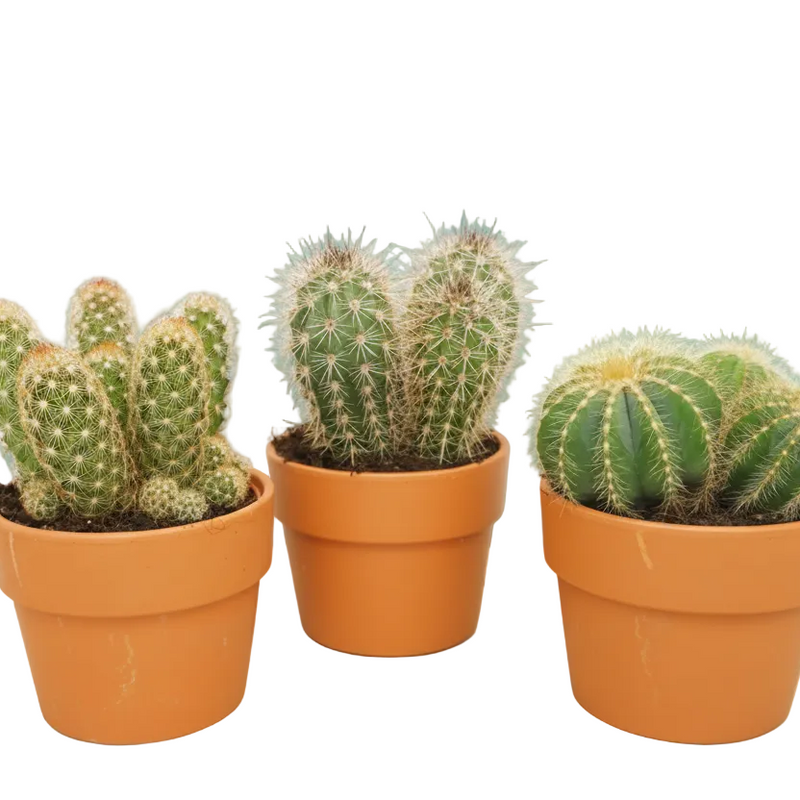 Cactus Set of 3 in Terracotta Pot