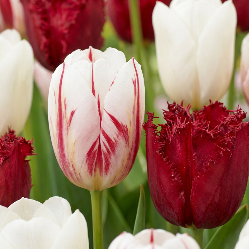 30x Tulpen Dutch Design Pink/Weiss - Frühjahrsblüher Zwiebelgr. 11/12