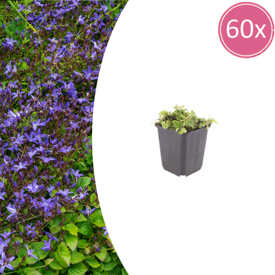 60x Campanula poscharskyana (10-25cm) - Polster-Glockenblume