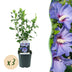 Hibiscus syriacus 'Oiseau Bleu' – 3 Plants – 17cm Pot – Blue Bild 1