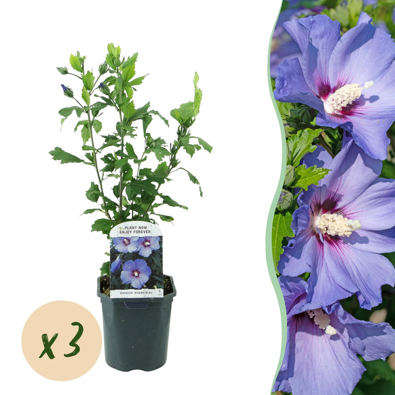Hibiscus syriacus 'Oiseau Bleu' – 3 Plants – 17cm Pot – Blue