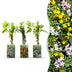 12x Dreifarbiger Jasmin (Passiflora Tricolour) Ø9cm - ↕35cm Bild 1