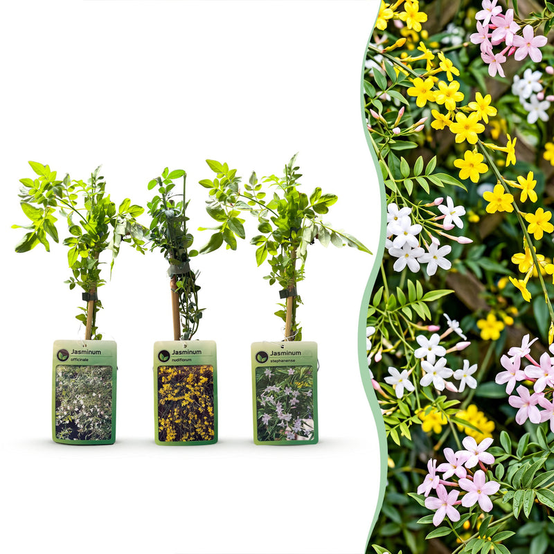 12x Dreifarbiger Jasmin (Passiflora Tricolour) Ø9cm - ↕35cm