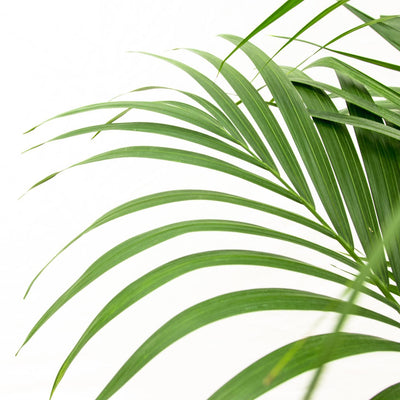 Kentia Palme Howea Forsteriana 160cm, Topf Ø 24cm