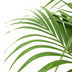 Kentia Palme Howea Forsteriana 160cm, Topf Ø 24cm Bild 3