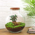 Flaschengarten Bolder Bob Bonsai DIY-Set Bild 2