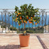 Zitrus Calamondin - Ø22cm - ↕80cm - Aromatische Früchte & Duft Bild 3