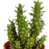 Cactus Assortment, Set of 5 in Colorful Pots, 5.5 cm Bild 5