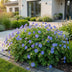 Green boutiQ - Stauden - Geranium Johnson's Blue - Storchschnabel - Bodendecker - Blau - 1 Pflanze - Topf 11cm - Höhe 15-25cm Bild 5