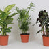 Houseplant Set: 3-pack, Ø17cm, 45-55cm high Bild 2