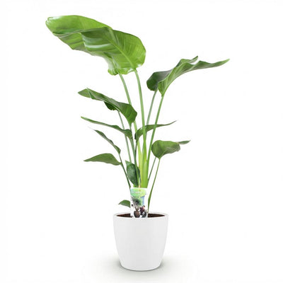 Strelitzia Nicolai: Tropische Paradiesvogelblume, pflegeleicht, 110-120cm