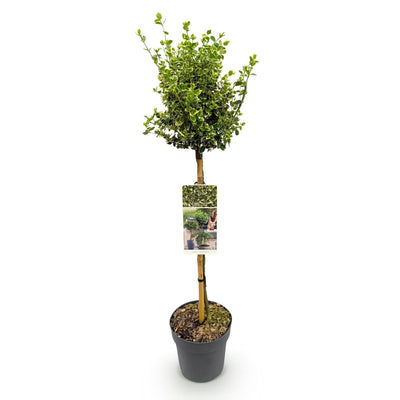 Euonymus Emerald Gaiety Stamm 90cm: Immergrüne Eleganz für Ihre Terrasse