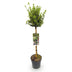 Euonymus Emerald Gaiety Stamm 90cm: Immergrüne Eleganz für Ihre Terrasse Bild 2