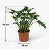 Philodendron Xanadu: Pflegeleichte Zimmerpflanze im 19cm Topf, 60cm hoch Bild 3