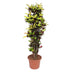 Codiaeum Iceton (Croton) 190 cm - Striking Foliage for Your Home Bild 1