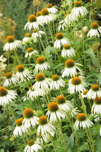Echinacea 'White Swan' - 12x Weiße Sonnenhut, 10-25cm hoch