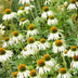 Echinacea 'White Swan' - 12x Weiße Sonnenhut, 10-25cm hoch Bild 5