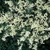 48x Euonymus fort. 'Harlequin' - ↕10-25cm - Ø9cm Bild 7