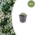 6x Anaphalis triplinervis (Pearly Everlasting) - 10-25cm Bild 1