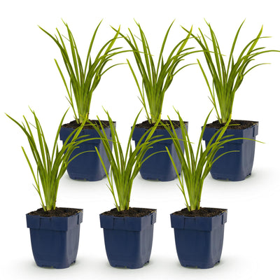 Green boutiQ - Perennial - Hemerocallis Autumn Red - Daylily - Bee and Butterfly Attractors - Red - 6 Plants - Pot 11cm - Height 15-25cm