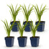 Green boutiQ - Perennial - Hemerocallis Autumn Red - Daylily - Bee and Butterfly Attractors - Red - 6 Plants - Pot 11cm - Height 15-25cm Bild 1