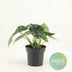Alocasia Drachenschuppe – Kompakte Pflanze mit einzigartigen Blättern Bild 2