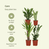Easy Plant Box: 4 Low-Maintenance Indoor Plants for Your Home Bild 4