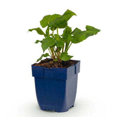 Green boutiQ - Perennials - Persicaria ampl. Alba - Knotweed - Shade - White - 1 Plant - 11cm Pot - 15-25cm Height