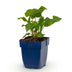 Green boutiQ - Stauden - Persicaria ampl. Alba - Knöterich - Schatten - Weiß - 1 Pflanze - Topf 11cm - Höhe 15-25cm Bild 2
