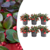 6x Gaultheria procumbens 'Big Berry' | 12 cm Ø | 15-20 cm ↕ Bild 1