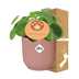 Pilea Peperomioides 'Muttertag' 12cm Topf, ELHO Vibes Fold 14cm Rosa Bild 4