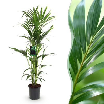 Howea Forsteriana (Kentia Palme) – Pflegeleicht, 140-150cm
