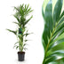 Howea Forsteriana (Kentia Palme) – Pflegeleicht, 140-150cm Bild 1