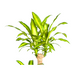 Dracaena Fragrans Massangeana mit Korb (Ø24cm, 130-150cm) Bild 5