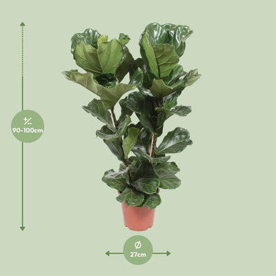Ficus Lyrata Geigenfeige Topf Ø27cm, Höhe ca. 100cm