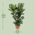 Ficus Lyrata Geigenfeige Topf Ø27cm, Höhe ca. 100cm Bild 2