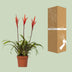 Vriesea Elan Toef - Exotische Zimmerpflanze, Ø12cm, ↕55cm Bild 4