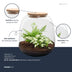Pflanzenterrarium Emma Mini DIY-Kit mit Fittonia White Tiger Bild 2