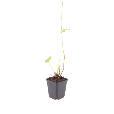 48x Persicaria aff. 'Superba' Staude, 10-25cm, Ø9cm